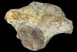 Ankylosaur (Polacanthus) Vertebra - Isle of Wight, England #129359-3